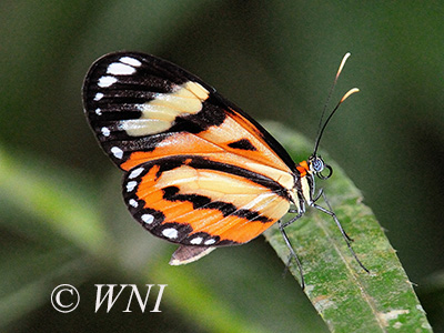 Isabella Longwing (Eueides isabella)